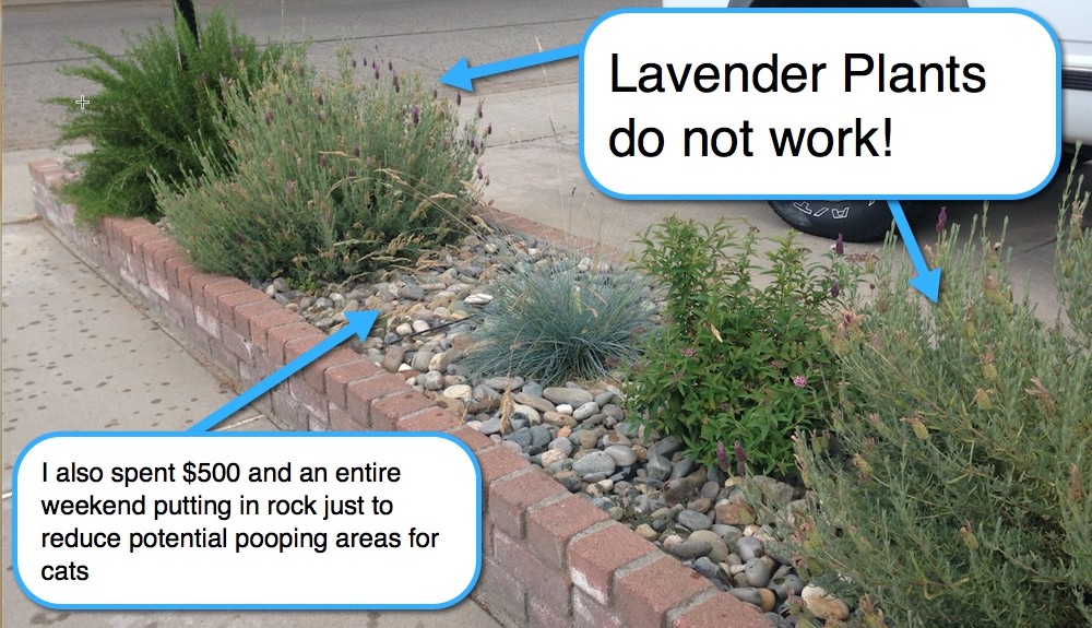 https://motionsensorsprinkler.com/wp-content/uploads/2015/04/mss-rocks-lavender-e1431028542212.jpg