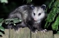 How To Keep Opossums Out Of Your Garden