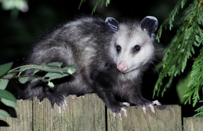 keep opossum out of garden