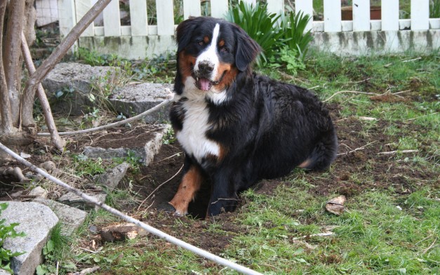dog digging garden