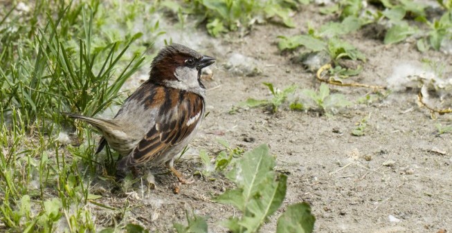 How To Keep Birds Out Of Your Garden Motion Sensor Sprinklers