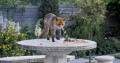 How To Keep Foxes Out Of Your Garden
