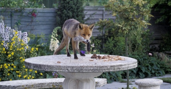 How To Keep Foxes Out Of Your Garden | Motion Sensor ...