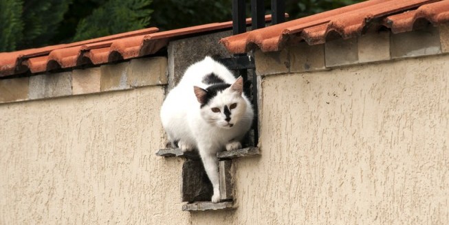 feral cat garden