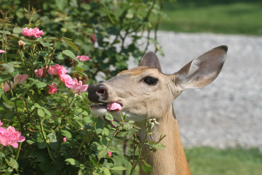 What Animal Will Eat Rose Bushes at James Cordell blog